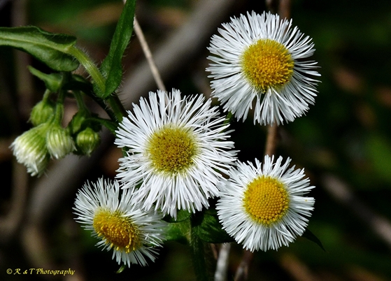 {Erigeron philadelphicus}